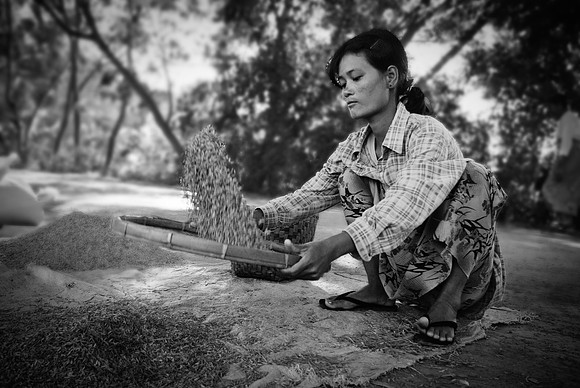 Winnowing Rice