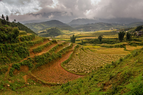 Rice Terraces
