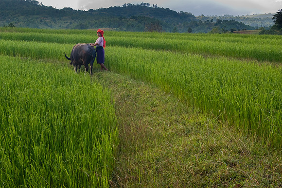Farming
